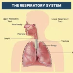 Labeled diagram showing major parts of the respiratory system.