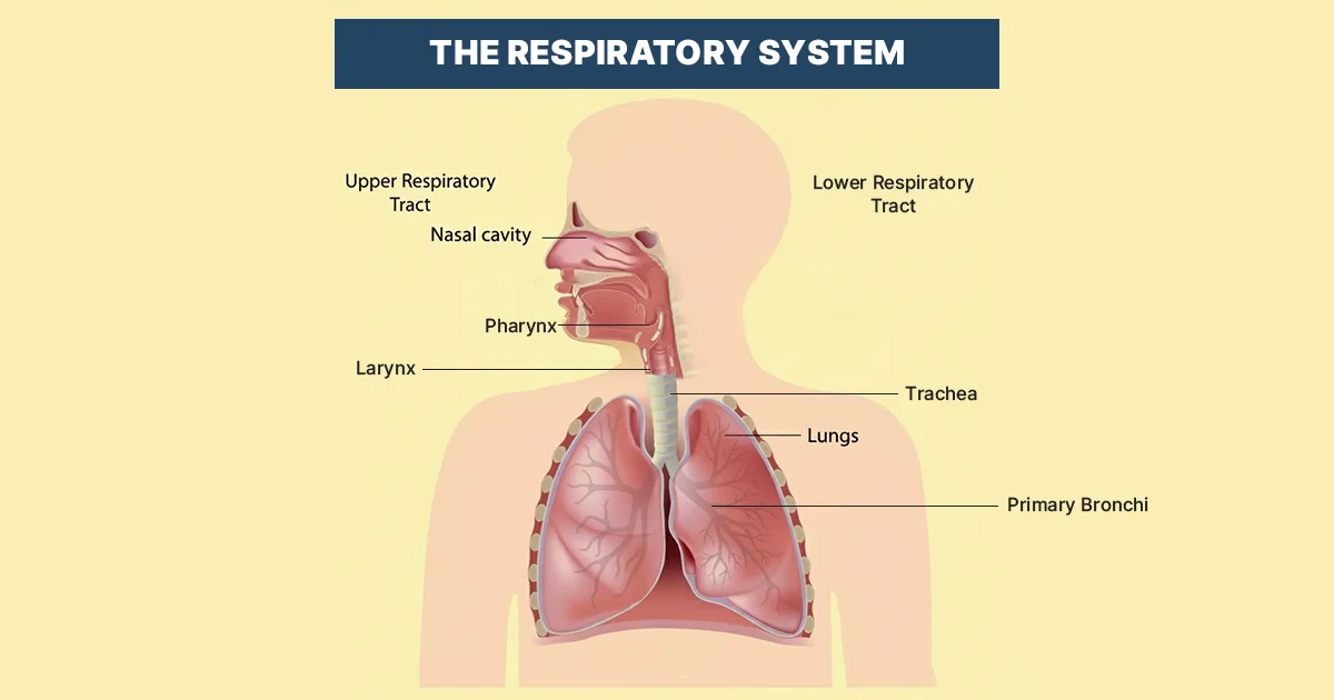 Is an Upper Respiratory Infection Contagious? Full Breakdown