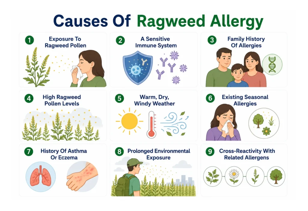 Infographic illustrating nine common causes and triggers of ragweed allergy.