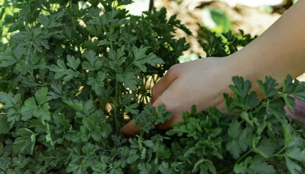Hand reaching into lush green parsley plants in a garden.