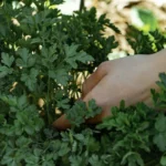 Hand reaching into lush green parsley plants in a garden.